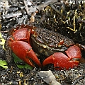 Neosarmatium fourmanoiri is probably the most common sesarmid in Cairns. They are found a lot in Aeroglen. 